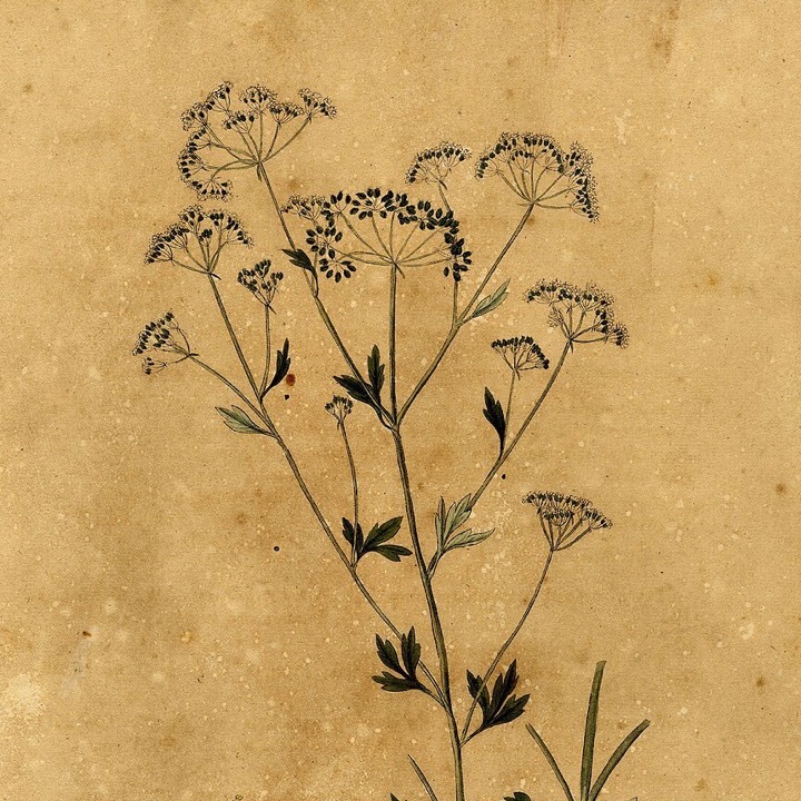 Botanical plate of anise, Pimpinella anisum, 1828